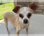 Small Chihuahua