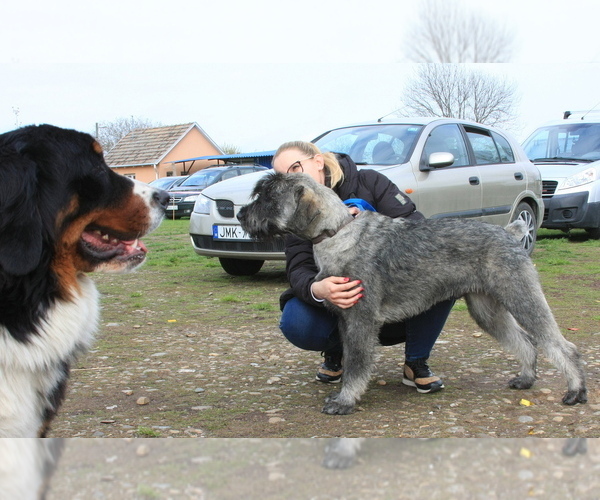 Medium Photo #10 Schnauzer (Giant) Puppy For Sale in Hatvan, Heves, Hungary