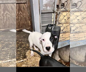 Gus - Male Staffordshire Bull Terrier-Unknown Mix Dog for Adoption - Photo #3