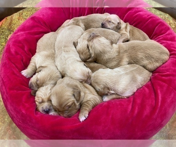 Medium Photo #8 Golden Retriever Puppy For Sale in SANFORD, NC, USA