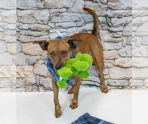 Medium Photo #4 Mutt Puppy For Sale in Kennesaw, GA, USA