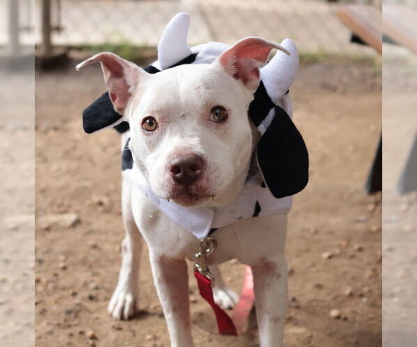 Medium Photo #20 Mutt Puppy For Sale in Philadelphia, PA, USA