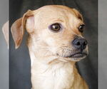 Small #1 Chiweenie