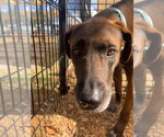 Small Great Dane-Labrador Retriever Mix