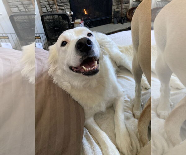 Medium Photo #2 Great Pyrenees-Unknown Mix Puppy For Sale in Cookeville, TN, USA