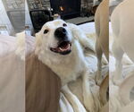 Small #1 Great Pyrenees Mix