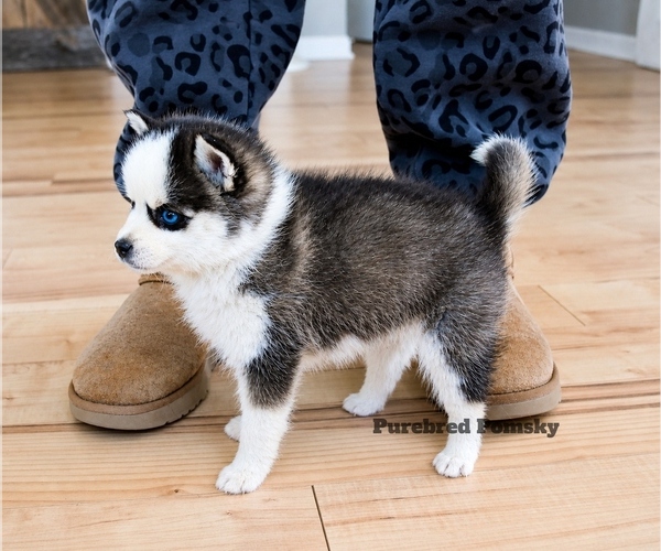 Medium Photo #4 Pomsky Puppy For Sale in KANSAS CITY, MO, USA