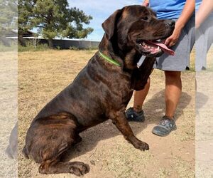 Mutt Dogs for adoption in Goodyear, AZ, USA