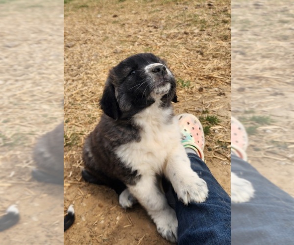 Medium Photo #8 Anatolian Shepherd Puppy For Sale in CUMBY, TX, USA