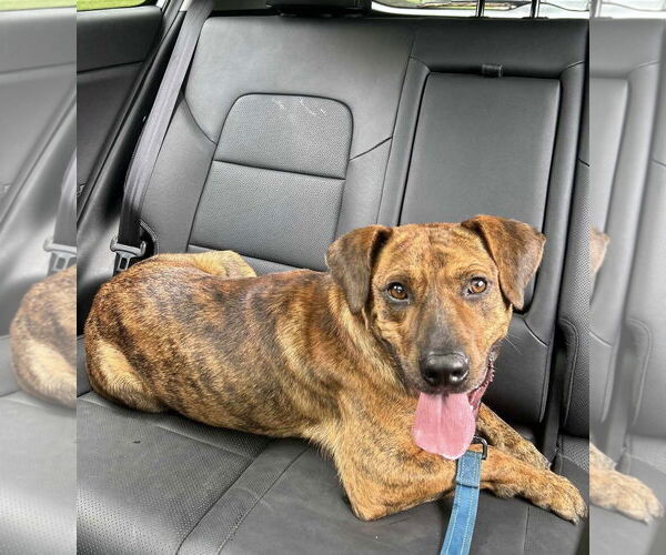 Medium Photo #7 Mountain Cur-Unknown Mix Puppy For Sale in Westwood, NJ, USA