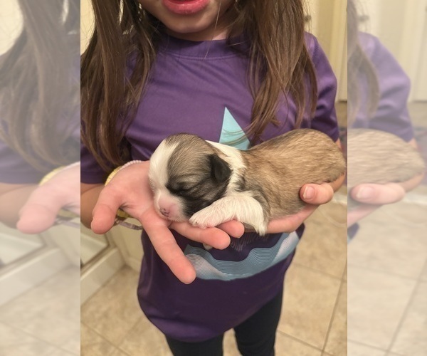 Medium Photo #4 Lhasa Apso Puppy For Sale in GIBSONTON, FL, USA