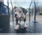 Small #2 American Pit Bull Terrier