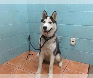 Siberian Husky Dogs for adoption in Downey, CA, USA