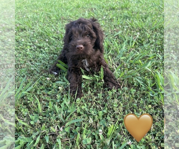 Medium Photo #5 Cockapoo Puppy For Sale in BLUE MOUNTAIN, MS, USA