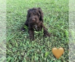 Small #4 Cockapoo