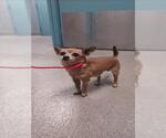 Small Chihuahua Mix