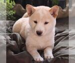 Small Shiba Inu