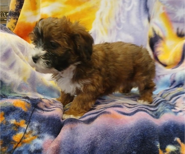 Medium Photo #3 Maltipoo (Toy) Puppy For Sale in PEABODY, MA, USA