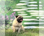 Small Photo #1 American Lo-Sze Pugg Puppy For Sale in PONDER, TX, USA
