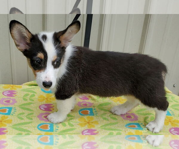 Medium Photo #4 Pembroke Welsh Corgi Puppy For Sale in Mountain View, MO, USA