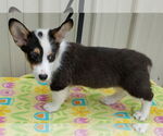 Small #3 Pembroke Welsh Corgi