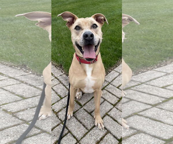 Medium Photo #10 Labrador Retriever-Unknown Mix Puppy For Sale in Rockaway, NJ, USA