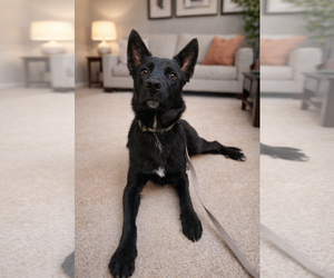 Shollie Dogs for adoption in Phoenix, AZ, USA