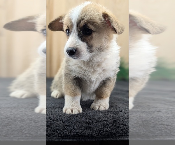Medium Photo #46 Pembroke Welsh Corgi Puppy For Sale in GOSHEN, IN, USA