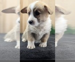 Small Photo #46 Pembroke Welsh Corgi Puppy For Sale in GOSHEN, IN, USA
