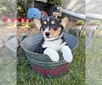 Small #3 Pembroke Welsh Corgi