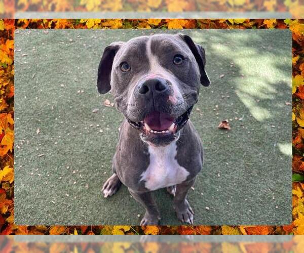 Medium Photo #2 American Pit Bull Terrier Puppy For Sale in Ojai, CA, USA