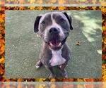 Small #1 American Pit Bull Terrier