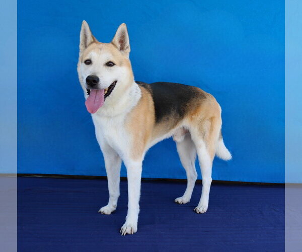 Medium Photo #2 Siberian Husky-Unknown Mix Puppy For Sale in Pasadena, CA, USA