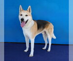 Small #1 Siberian Husky Mix