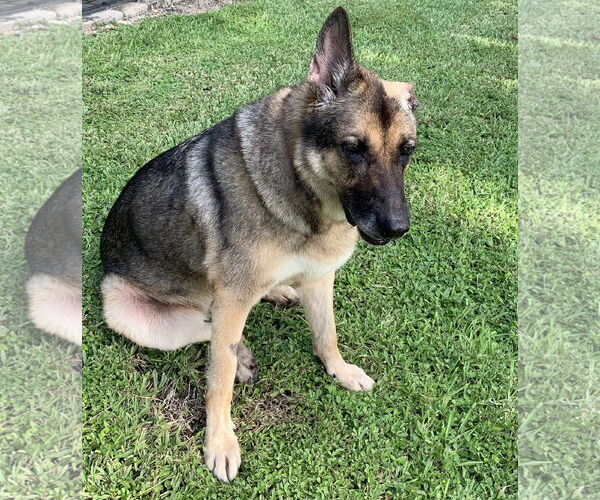 Medium Photo #4 German Shepherd Dog Puppy For Sale in Lighthouse Point, FL, USA