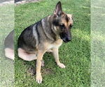 Small #3 German Shepherd Dog