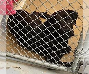 American Pit Bull Terrier-Unknown Mix Dogs for adoption in Anchorage, AK, USA