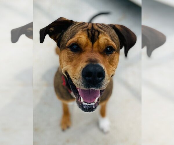 Medium Photo #9 Rottweiler-Unknown Mix Puppy For Sale in Muskegon, MI, USA