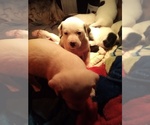 Small Photo #94 American Pit Bull Terrier-Labrador Retriever Mix Puppy For Sale in MOORESBORO, NC, USA