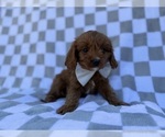 Small #5 Cavapoo (Miniature)