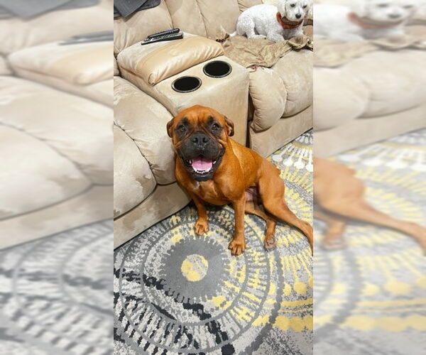 Medium Photo #4 Boxer Puppy For Sale in Austin, TX, USA