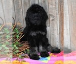 Small Photo #10 Australian Labradoodle Puppy For Sale in ASPERMONT, TX, USA
