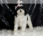 Small #3 Cavapoo