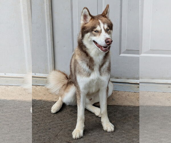 Medium Photo #2 Siberian Husky Puppy For Sale in Lexington, SC, USA