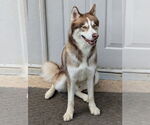 Small Photo #2 Siberian Husky Puppy For Sale in Lexington, SC, USA