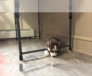 Siberian Husky Puppy for sale in MANCHESTER, CT, USA