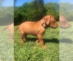 Small Photo #2 Rhodesian Ridgeback Puppy For Sale in GREENBRIER, AR, USA