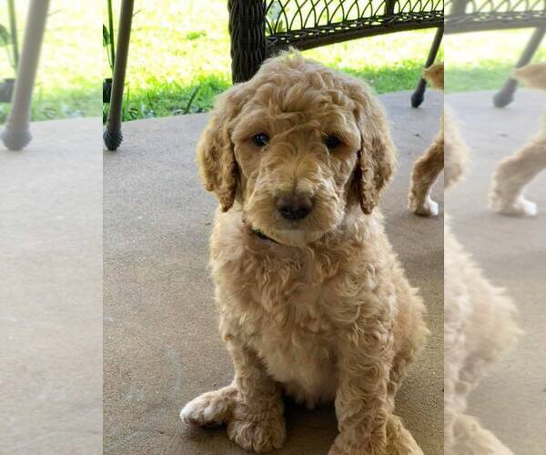 Medium Photo #3 Poodle (Standard) Puppy For Sale in STEPHENVILLE, TX, USA