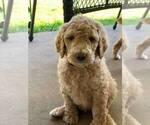Small Photo #3 Poodle (Standard) Puppy For Sale in STEPHENVILLE, TX, USA
