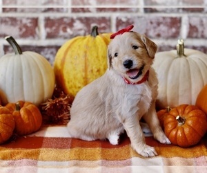 Goldendoodle Litter for sale in RED OAK, TX, USA